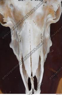 Photo Textures of Mouflon Skull 